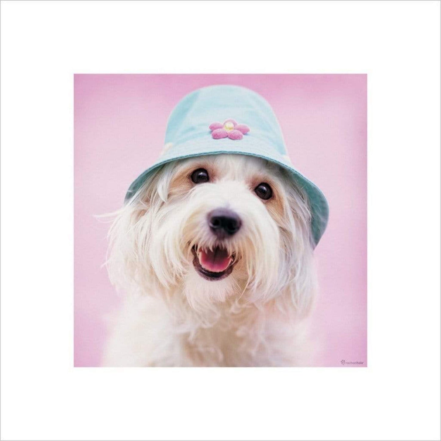 Affiche Art Rachael Hale - Cindy 40x40cm