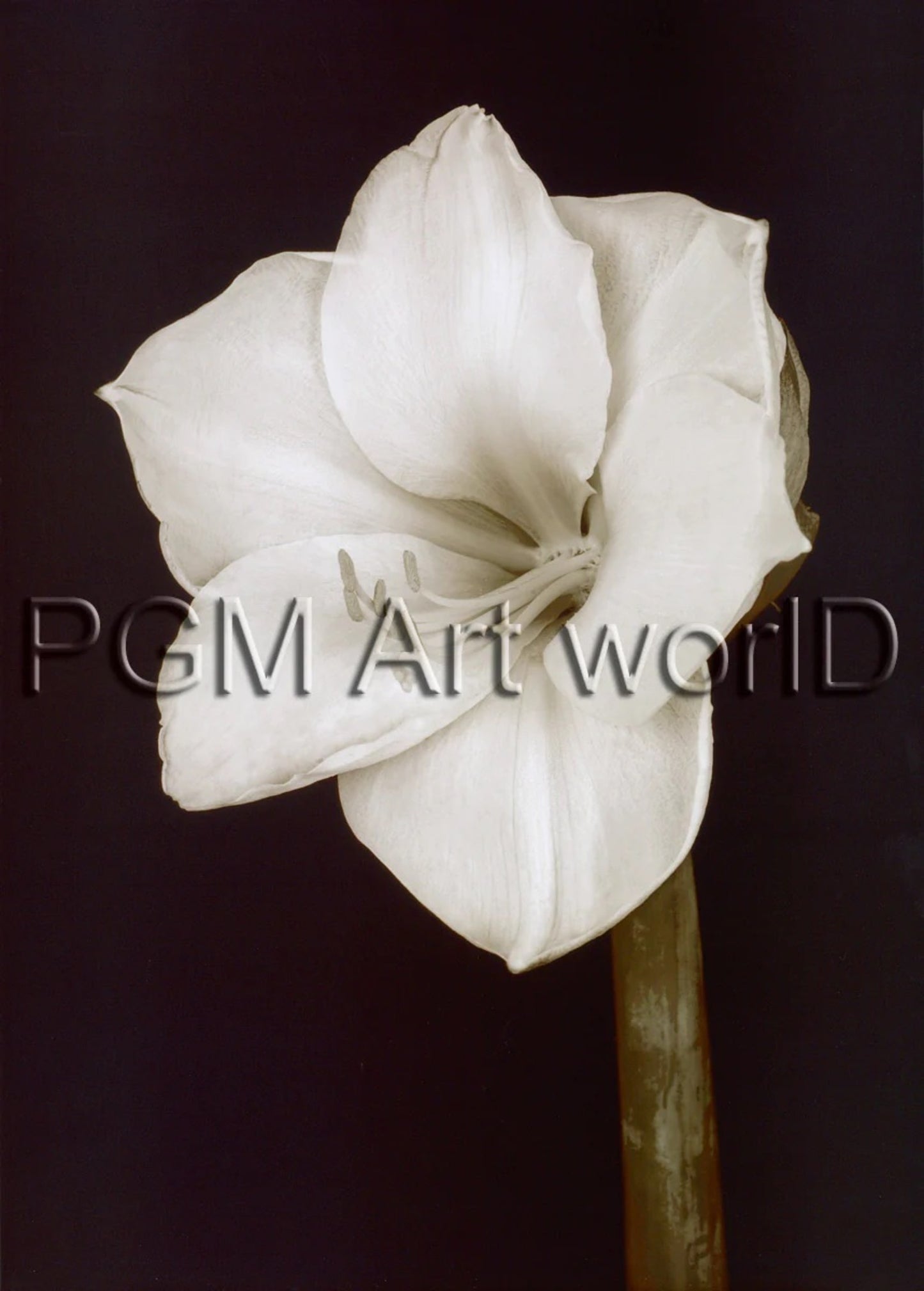 Affiche Art Prades Fabregat - Bora Bora Flower II 50x70cm