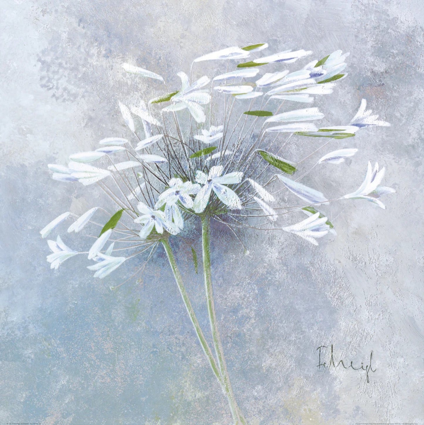 Affiche Art Franz Heigl - Enchanted I 60x60cm