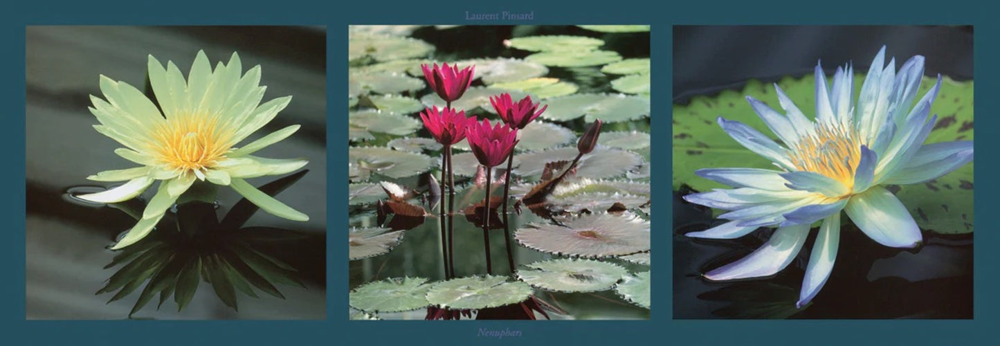 Affiche Art Laurent Pinsard - Nenuphars 95x33cm