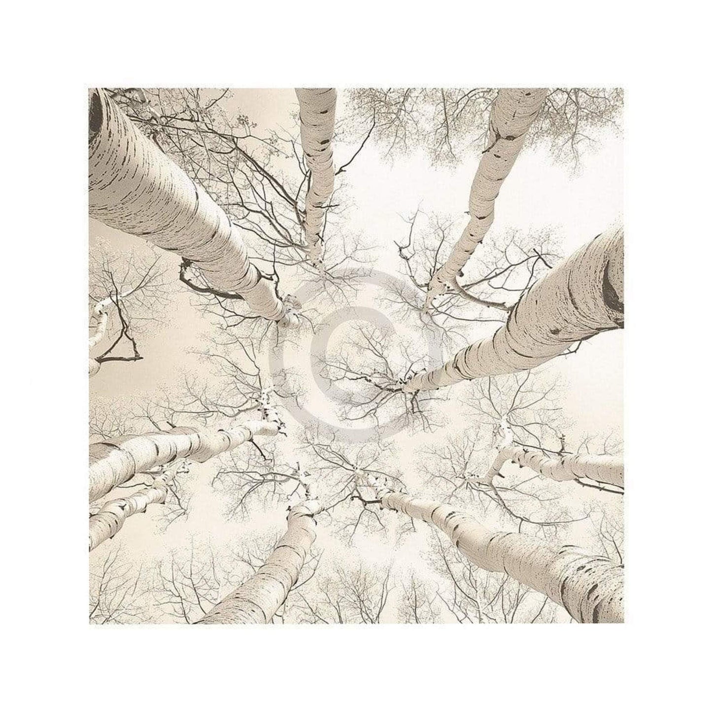 Affiche Art Adam Brock - Silver Birch 51x51cm