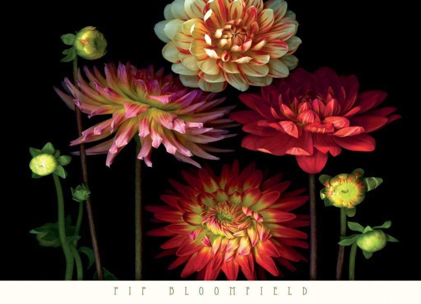 Affiche Art Pip Bloomfield - Dahlia Garden 91x66cm