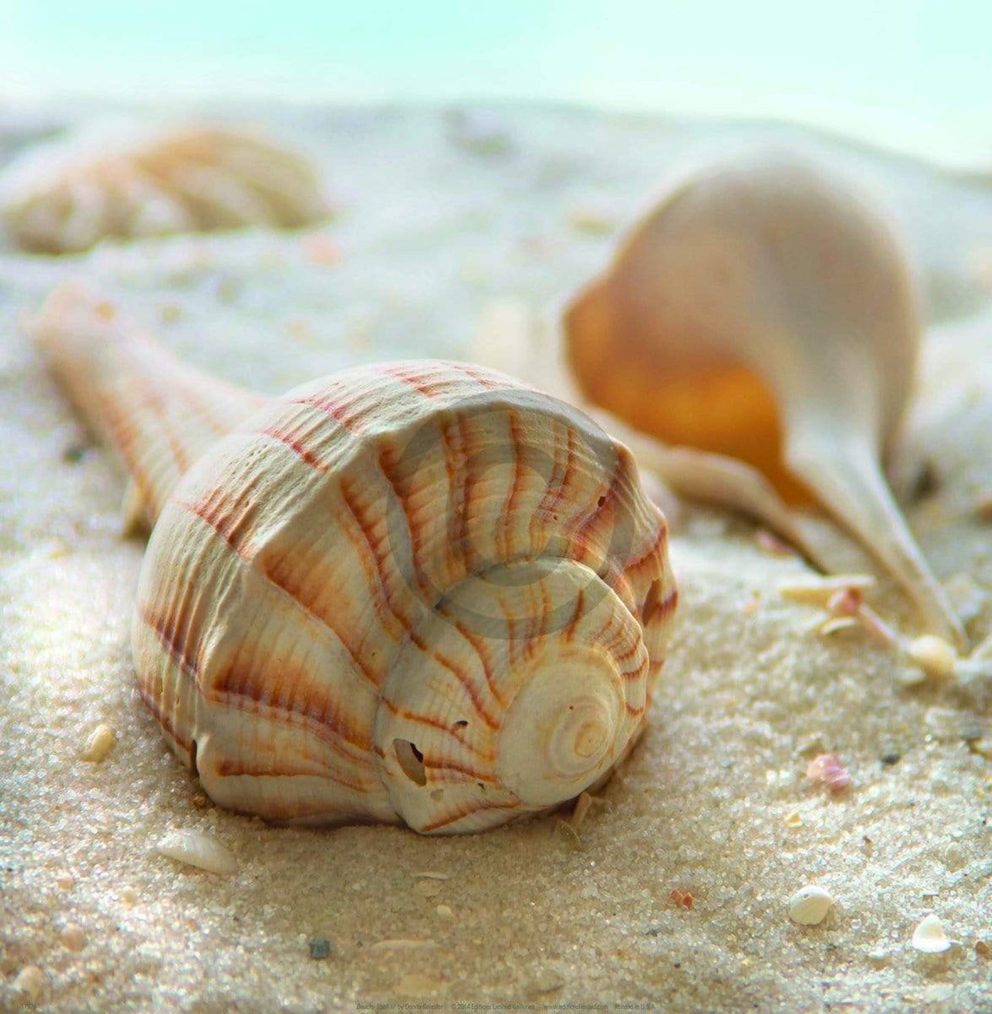 Affiche Art Donna Geissler - Beach Shell III 30x30cm