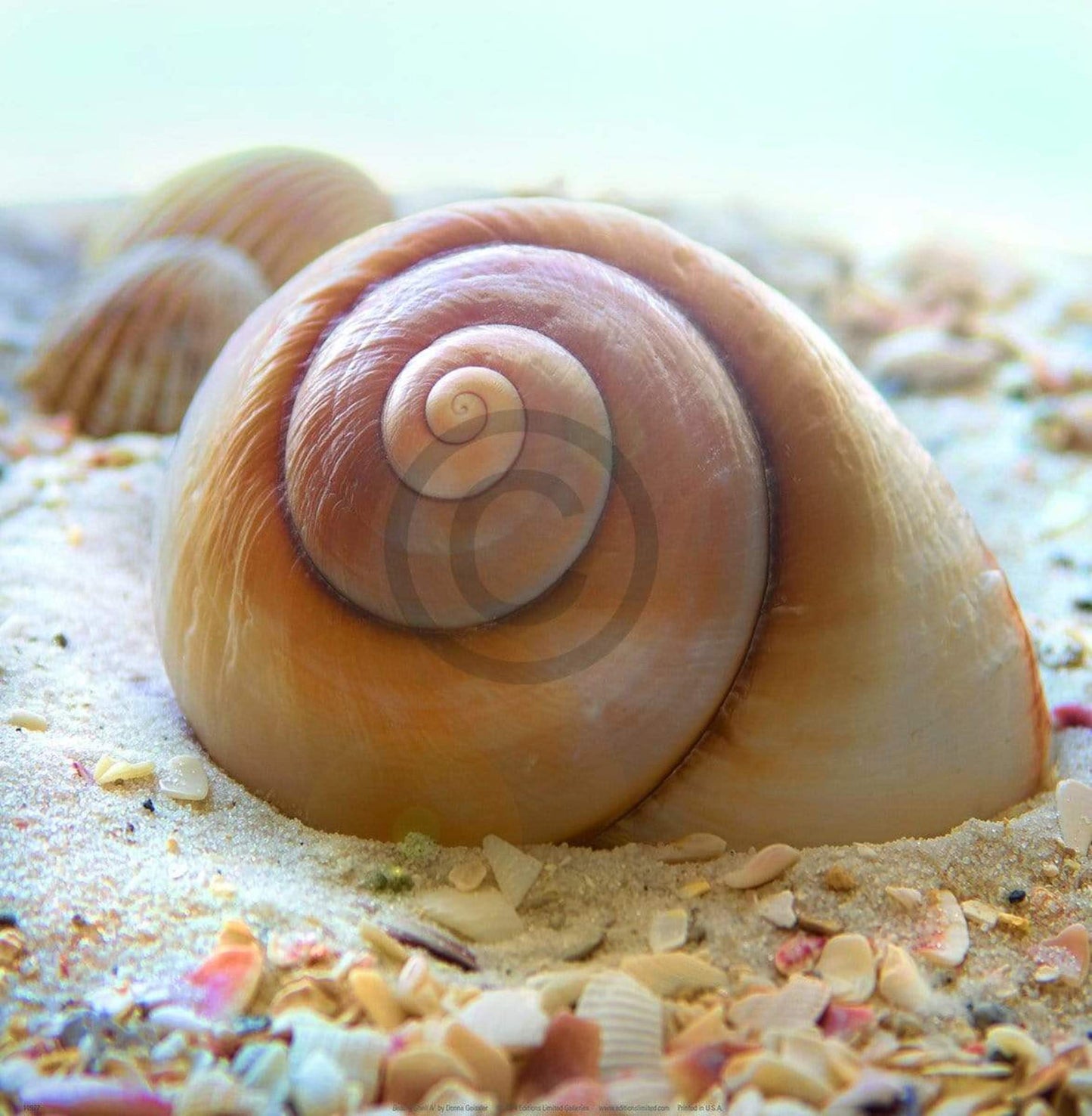 Affiche Art Donna Geissler - Beach Shell IV 30x30cm