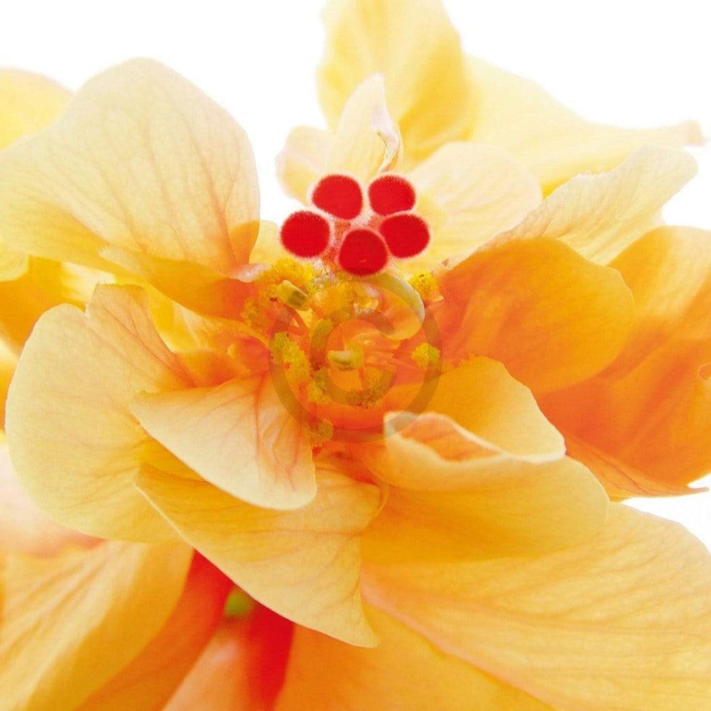 Affiche Art Ingrid Ulmer - Bolero 50x50cm