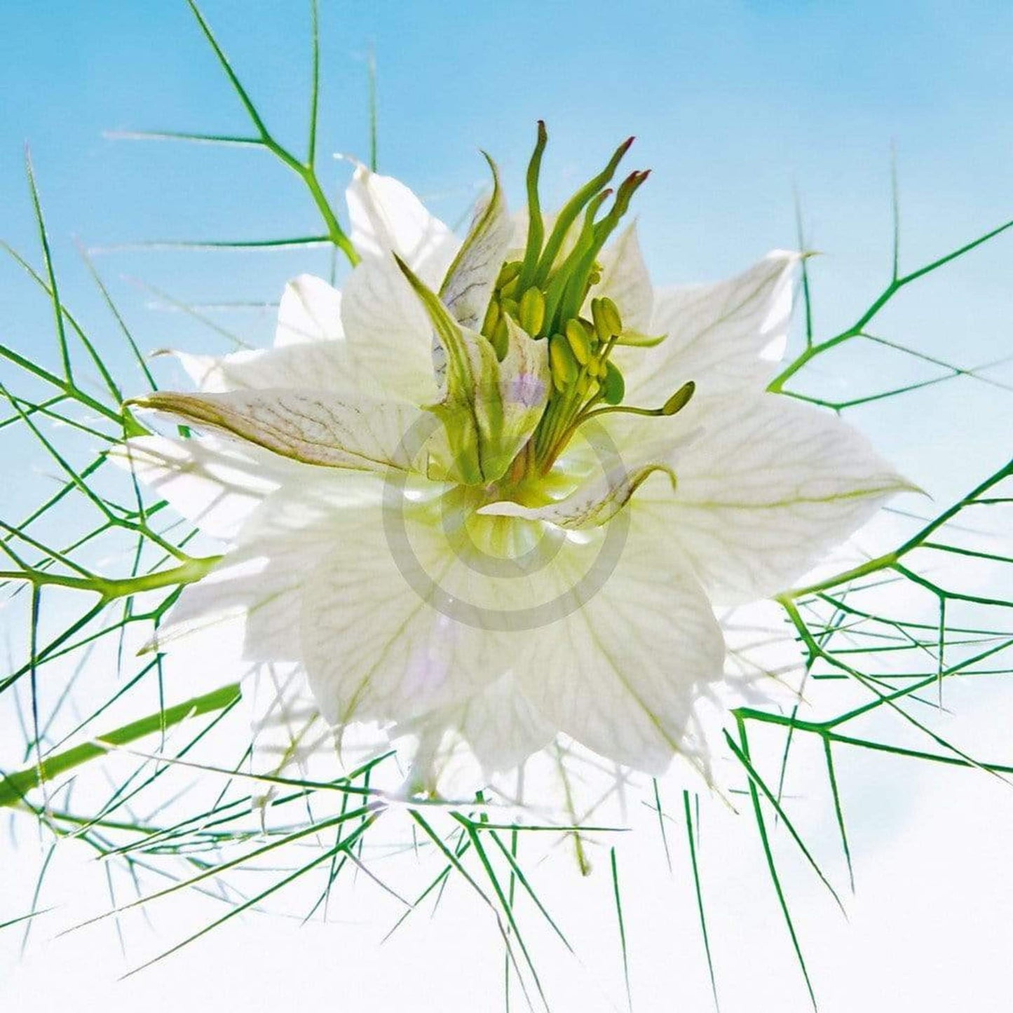 Affiche Art Ingrid Ulmer - Seiltänzer weiß 50x50cm