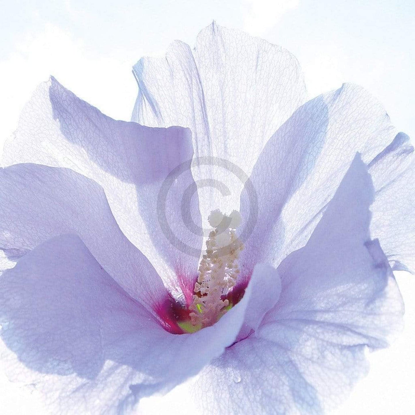 Affiche Art Ingrid Ulmer - Ballerina 50x50cm