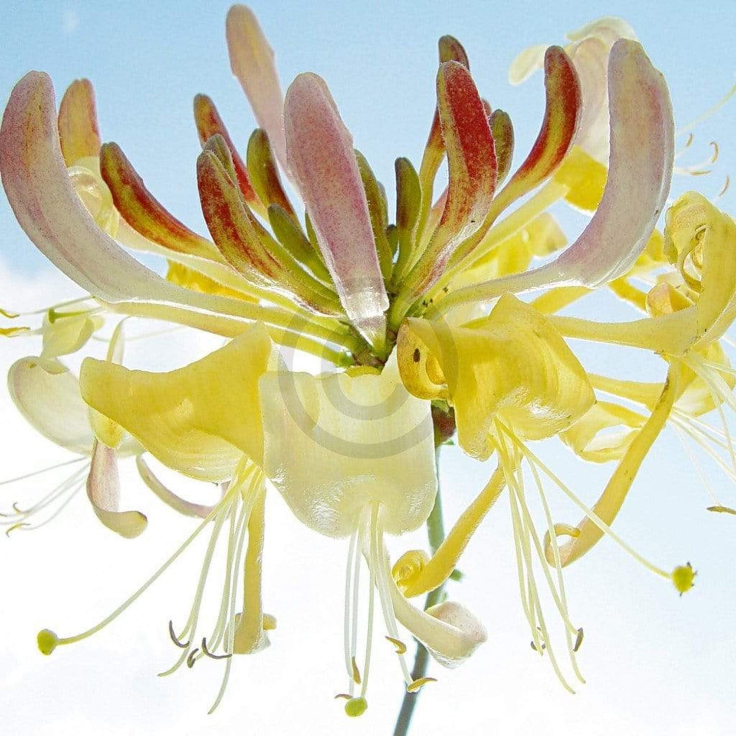 Affiche Art Ingrid Ulmer - Ballet 50x50cm