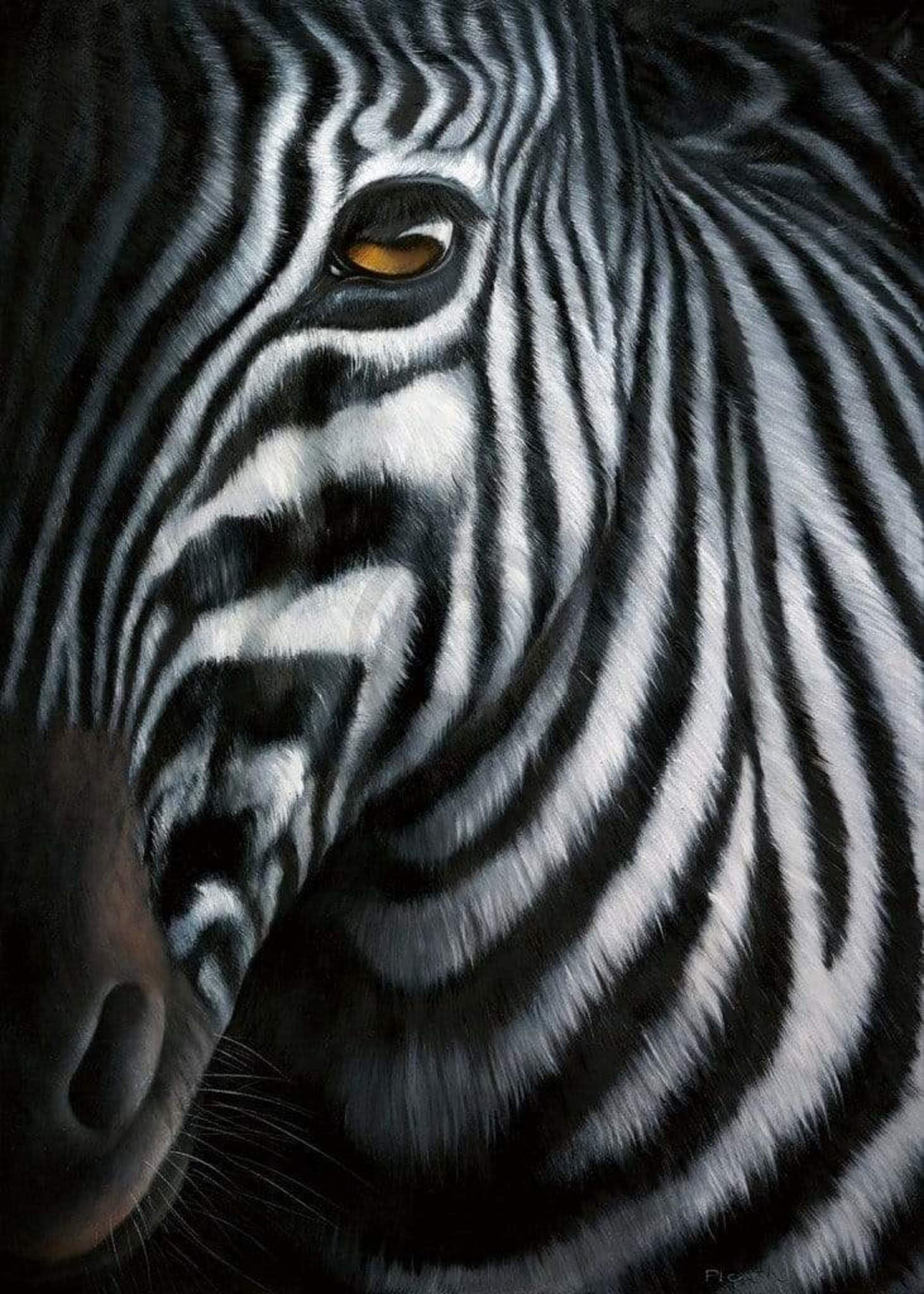 Affiche Art Jutta Plath - Zebra I 60x80cm