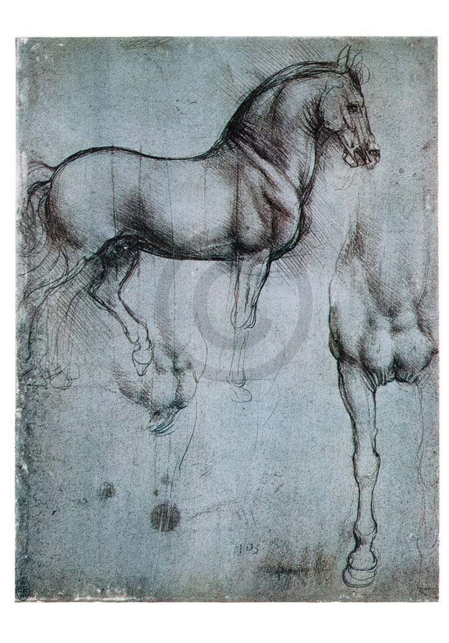 Affiche Art Leonardo Da Vinci - Studio di cavalli 35x50cm