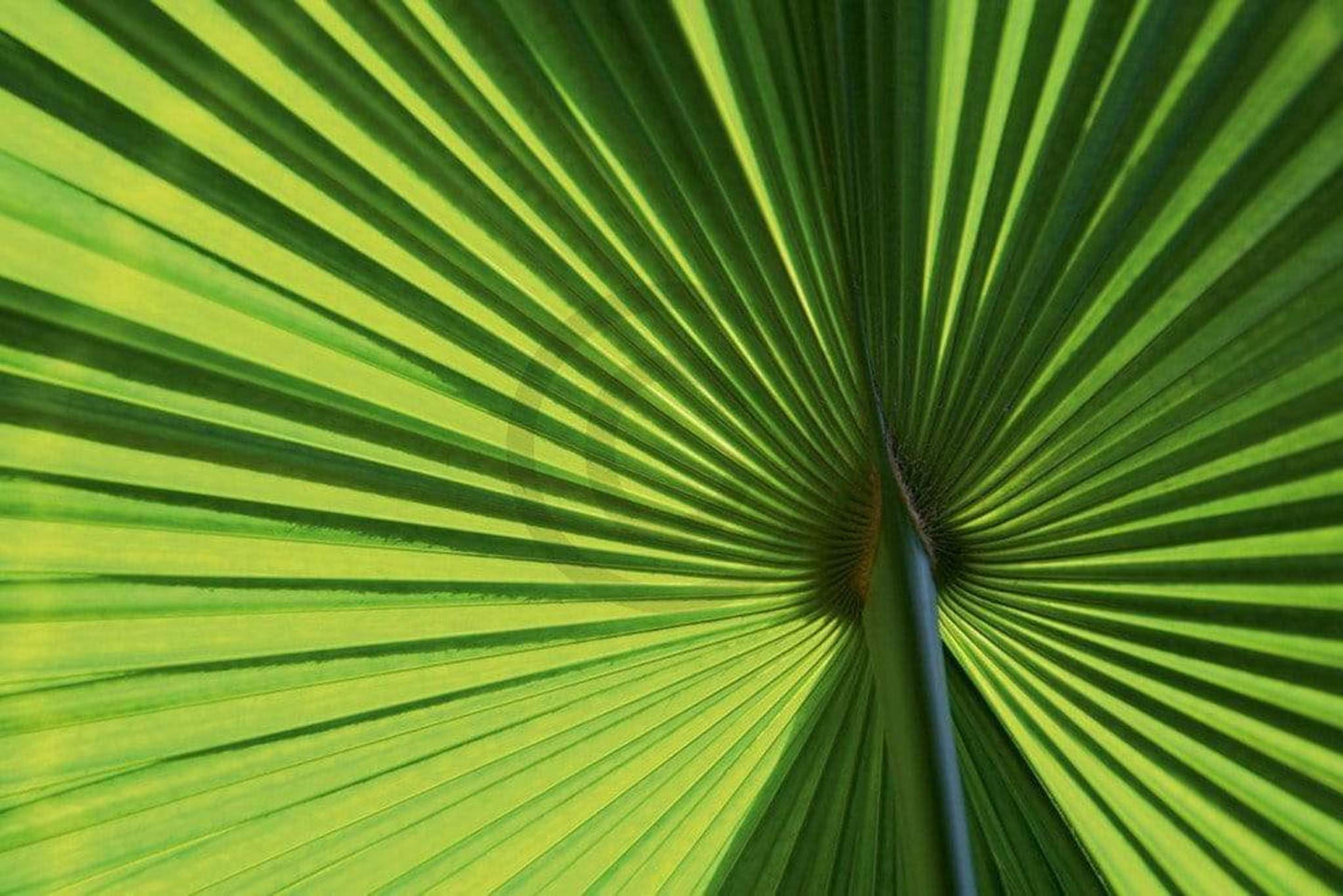 Affiche Art Ortwin Klipp - Leaf 1 70x50cm