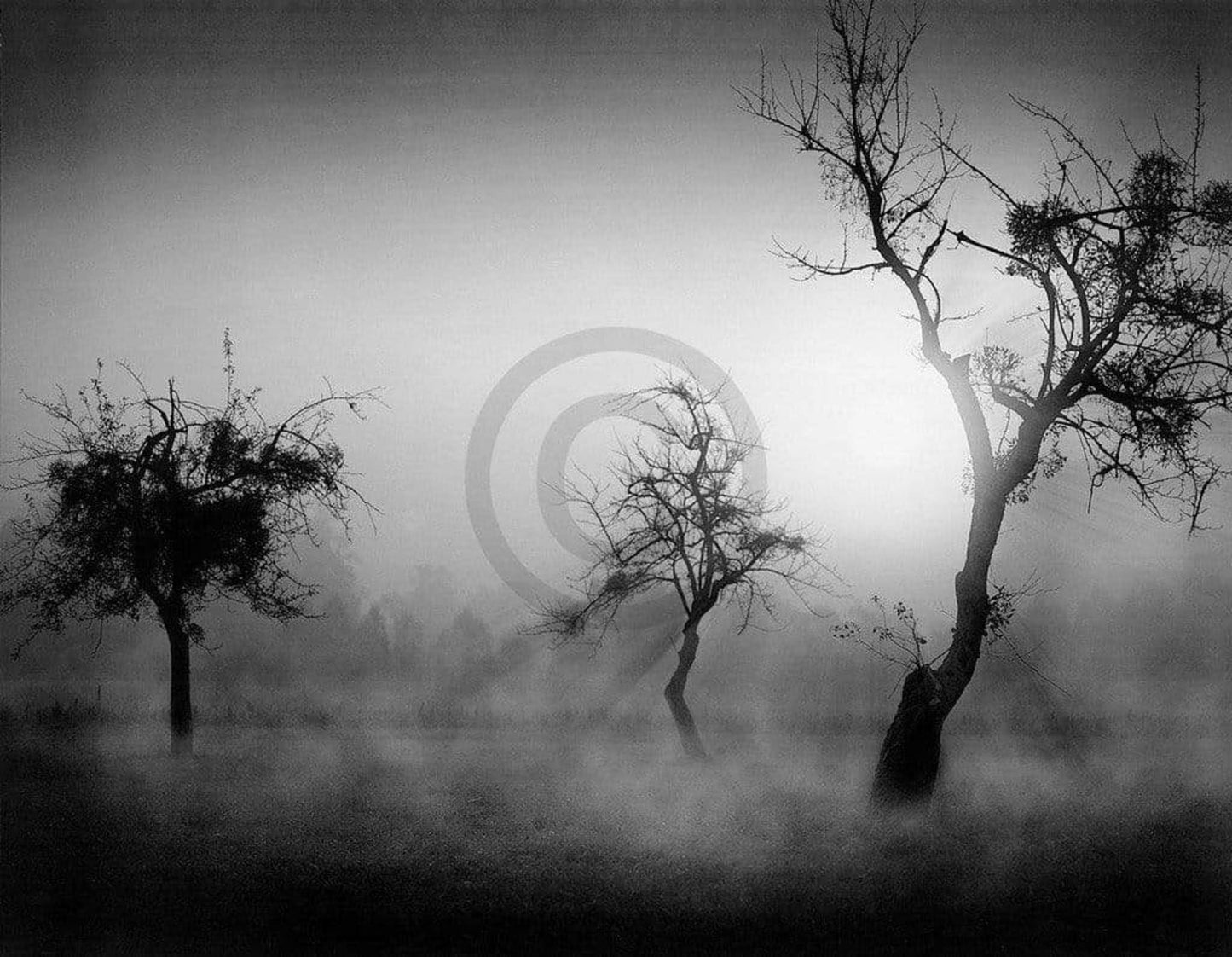 Affiche Art Tom Weber - Bäume im Nebel II 90x70cm