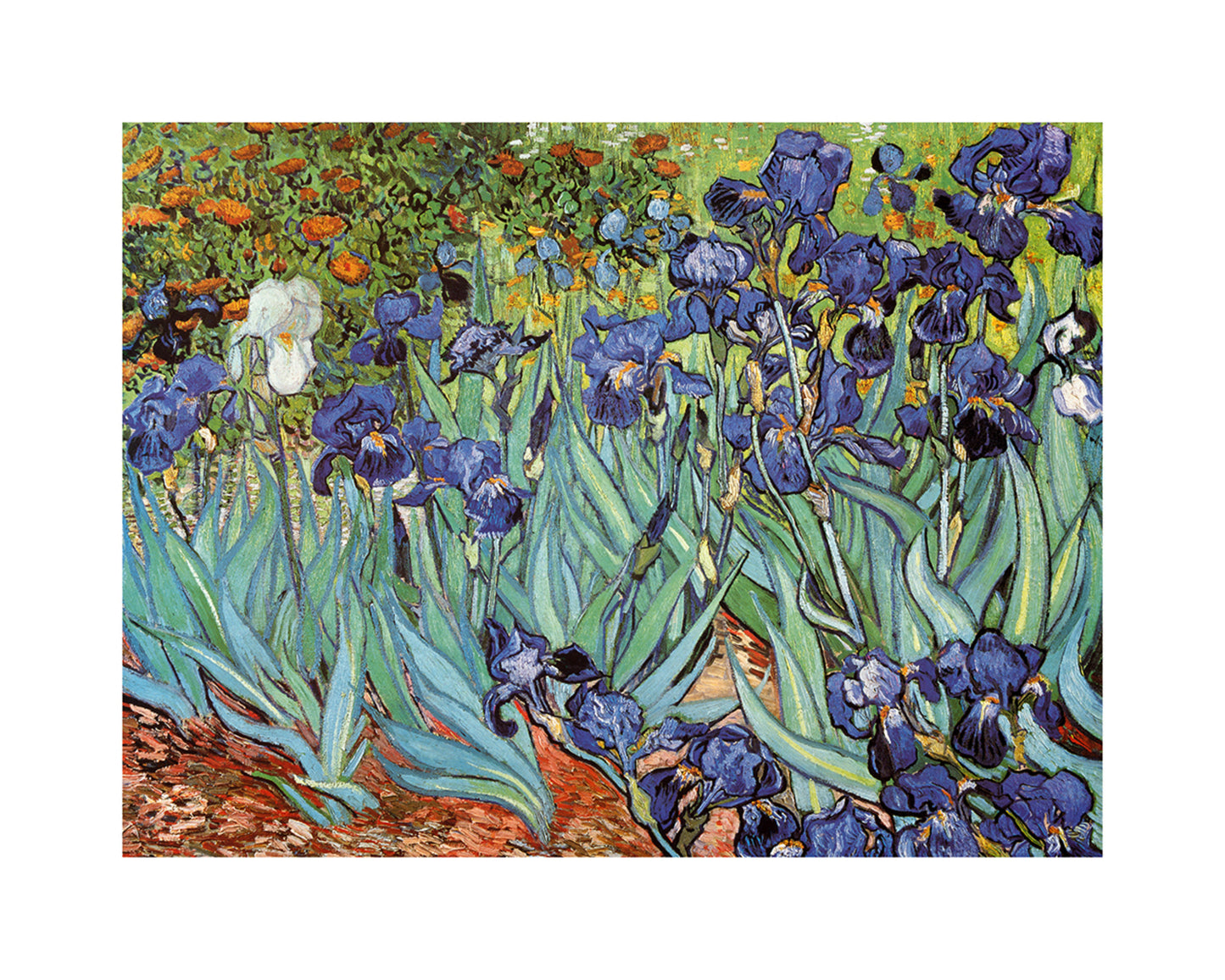 Affiche Art Vincent Van Gogh - Iris 30x24cm