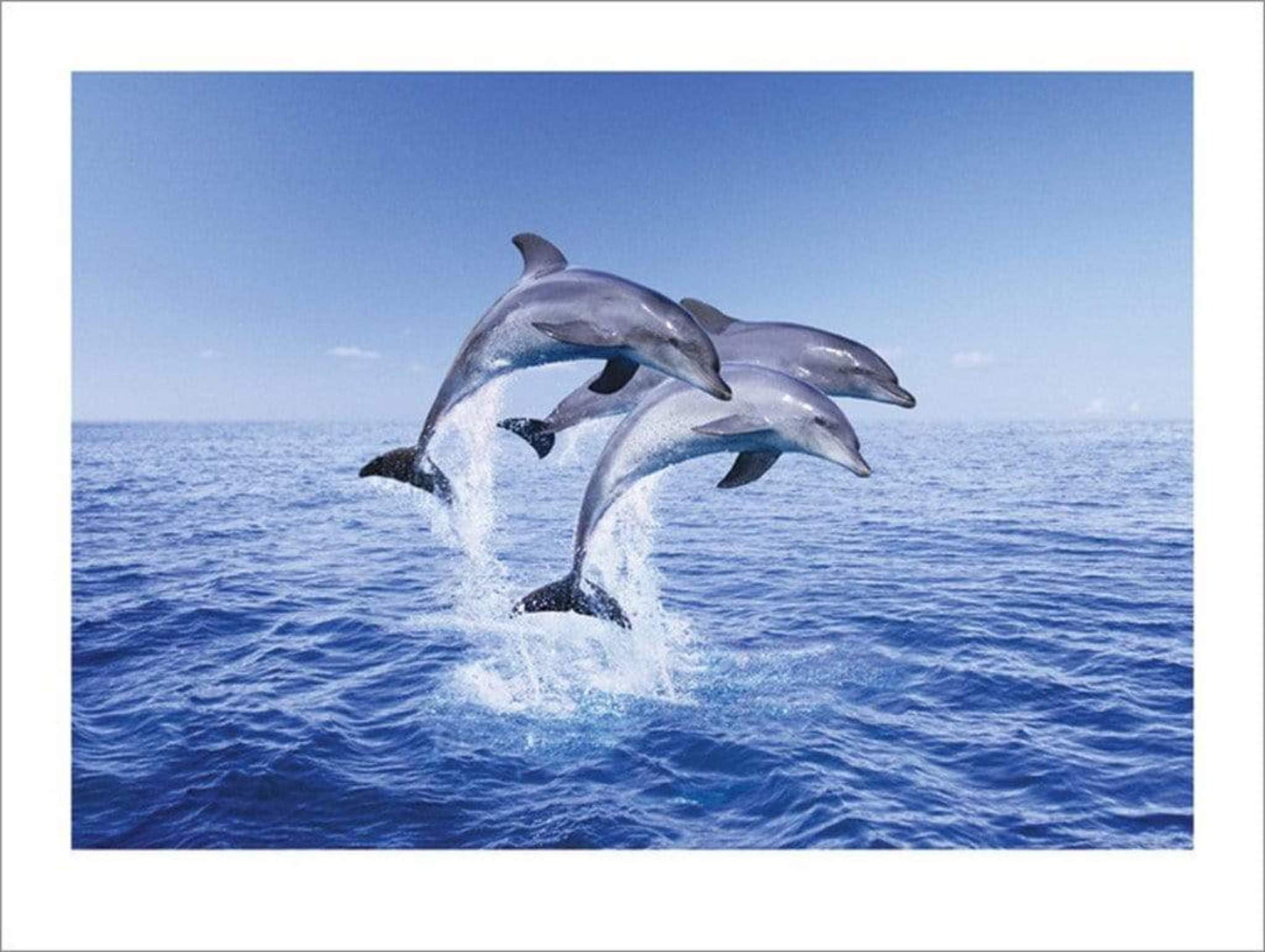 Affiche Art Dolphin Trio 50x40cm