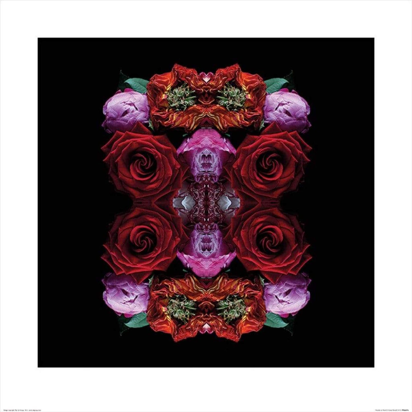 Affiche Art Alyson Fennell - Paradise of Petals 60x60cm