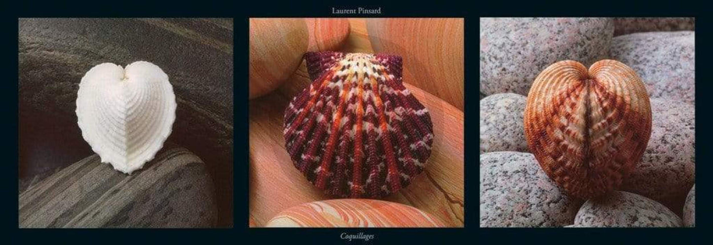Affiche Art Laurent Pinsard - Coquillages 95x33cm