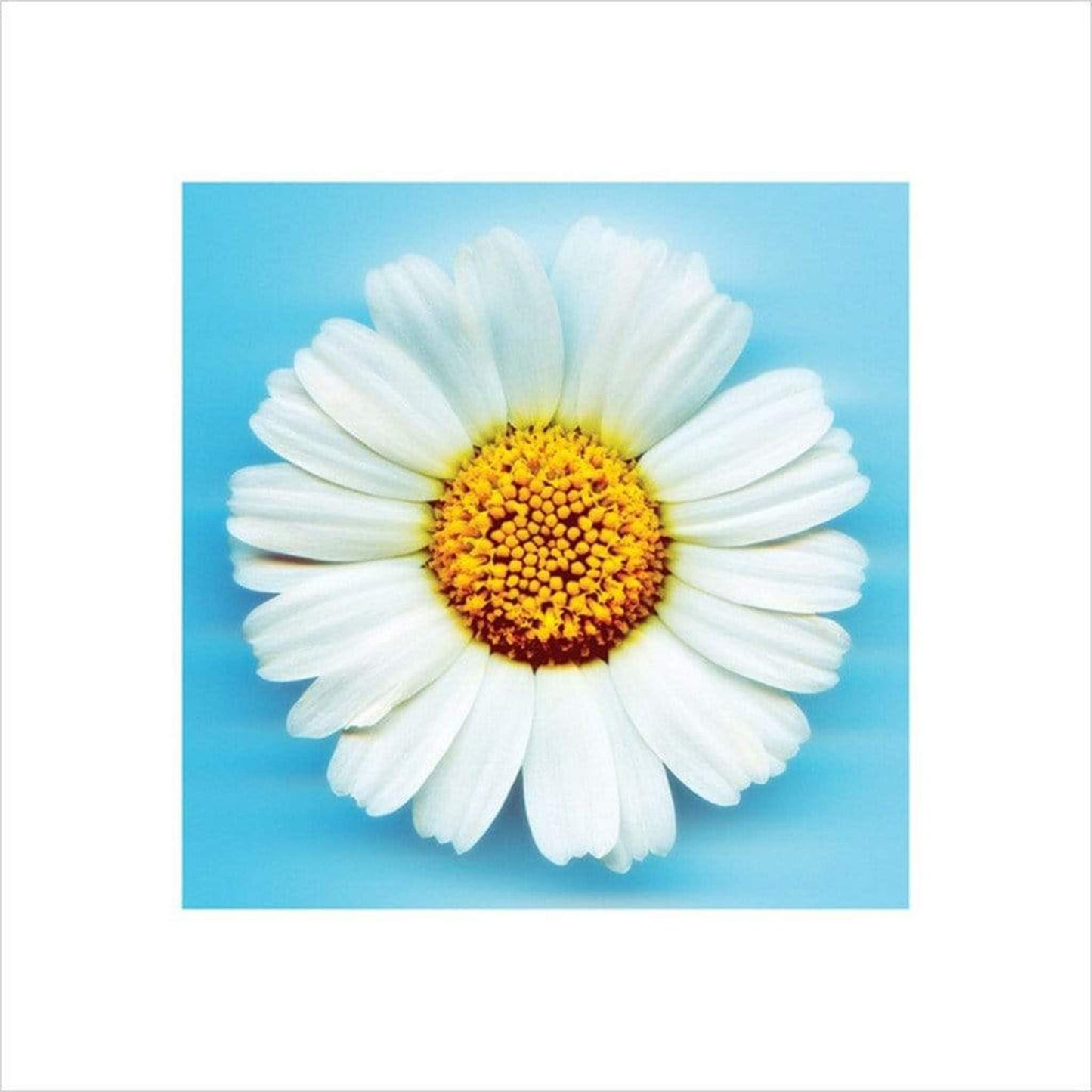 Affiche Art Big Daisy 40x40cm