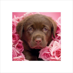 Affiche Art Rachael Hale - Georgie 40x40cm
