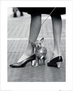 Affiche Art Time Life Chihuahua 40x50cm