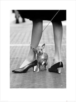 Affiche Art Time Life Chihuahua 60x80cm