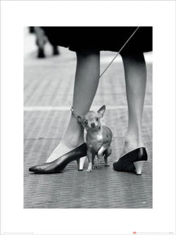 Affiche Art Time Life Chihuahua 30x40cm