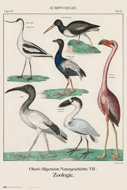 Poster Vintage Birds 61x91,5cm