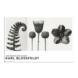 Poster Unformen Der Kunst By K Blossfeldt 61x91,5cm