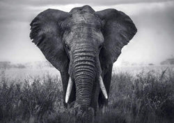 Affiche Art Braun Studio - Eléphant 70x50cm