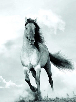 Affiche Art Blonde Attitude - Mane in the wind 60x80cm