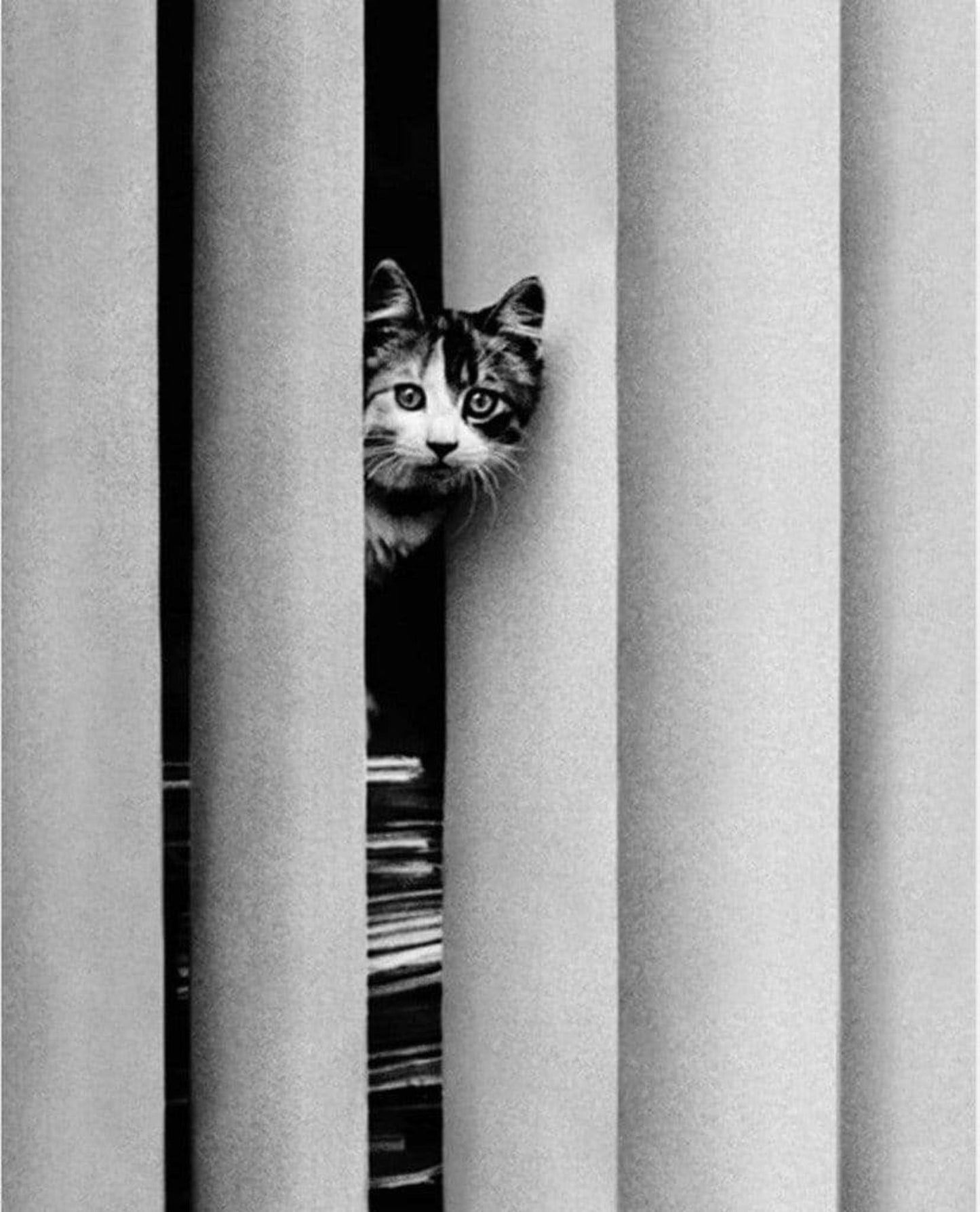 Affiche Art Golbin - Curious Cat 40x50cm