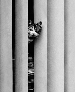 Affiche Art Golbin - Curious Cat 40x50cm