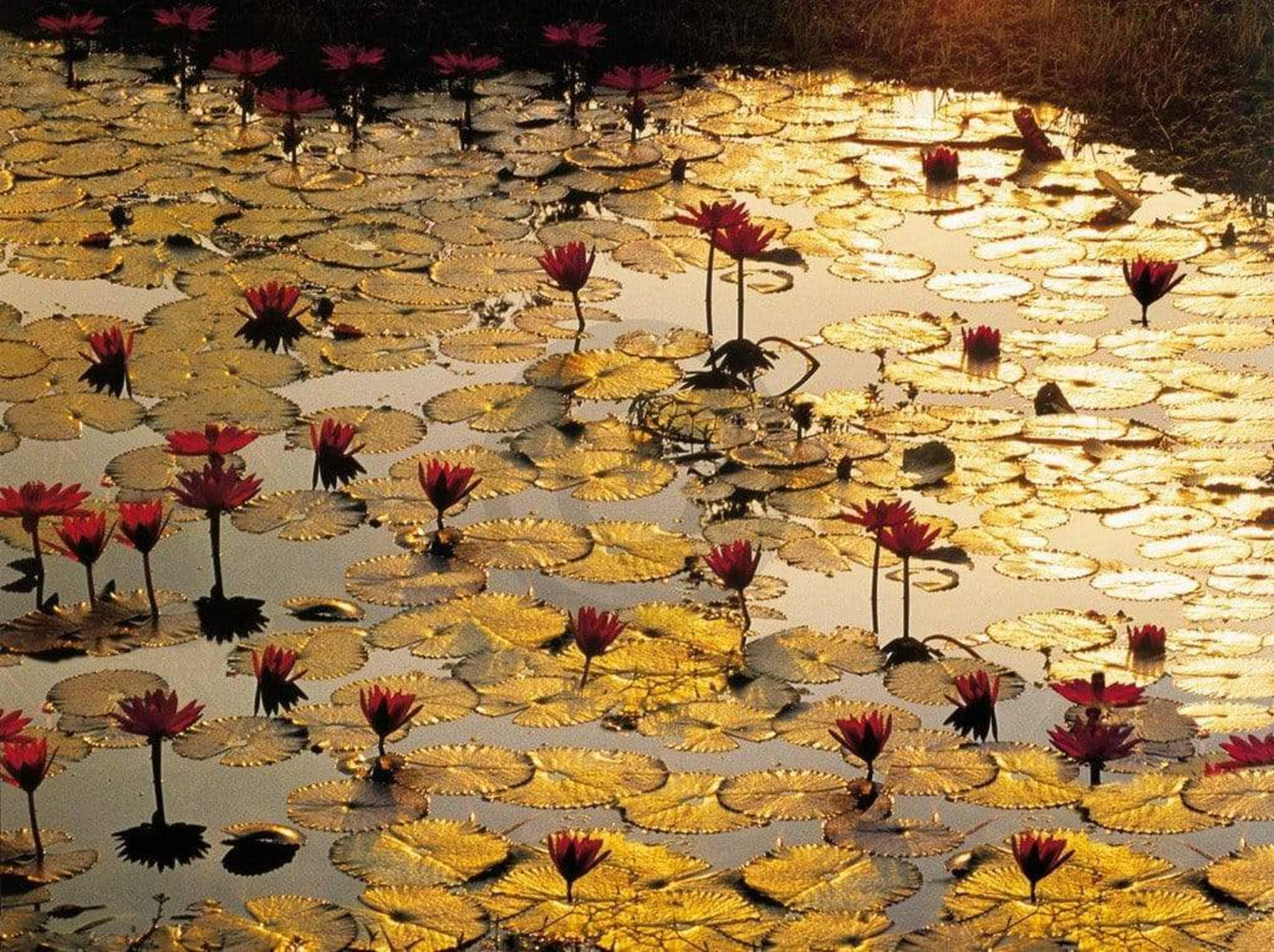 Affiche Art Bruno Baumann - Lotus Pond 80x60cm