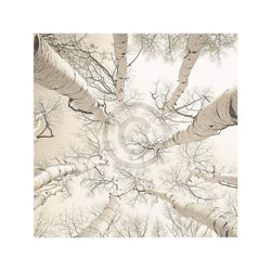 Affiche Art Adam Brock - Silver Birch 51x51cm