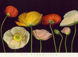 Affiche Art Pip Bloomfield - Poppy Garden I 91x66cm