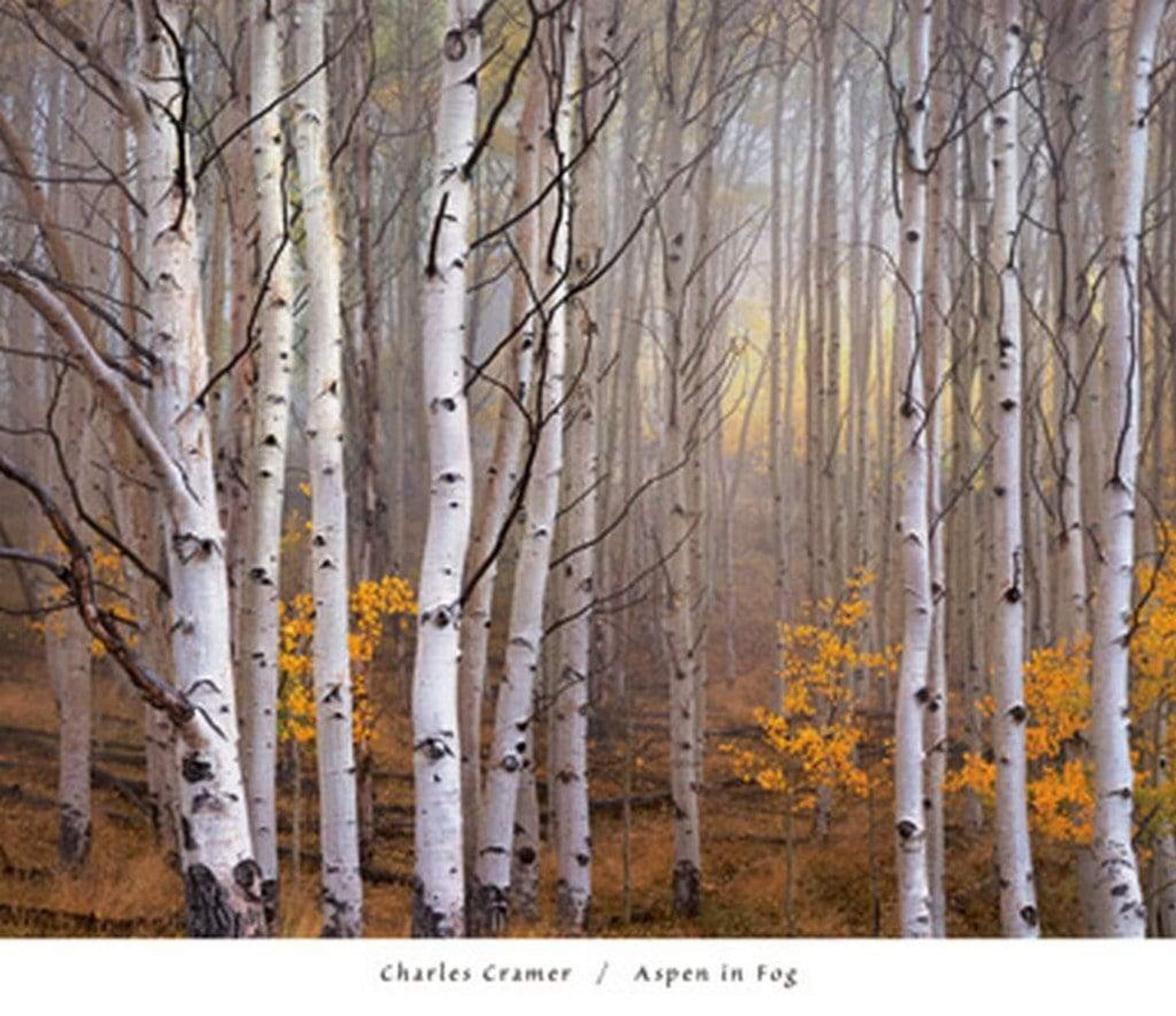 Affiche Art Charles Cramer - Aspen in Fog 76x66cm