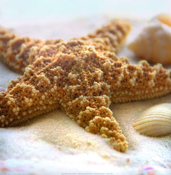 Affiche Art Donna Geissler - Beach Shell II 30x30cm