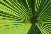 Affiche Art Ortwin Klipp - Leaf 1 70x50cm