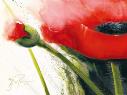 Affiche Art Gerd Pflumm - Faszination Mohn I 80x60cm