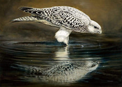 Affiche Art Renato Casaro - Drinking Falcon 70x50cm