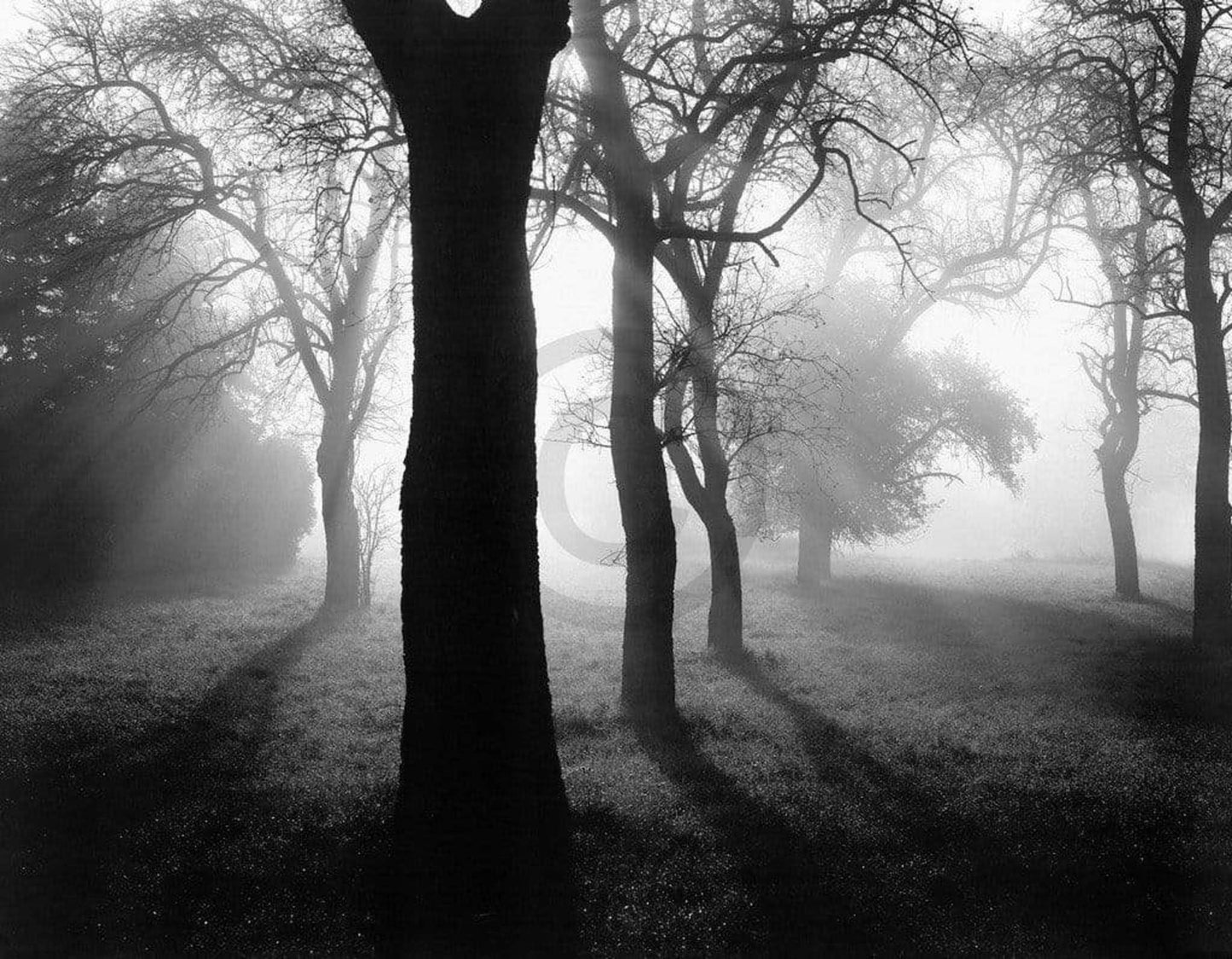 Affiche Art Tom Weber - Bäume im Nebel I 90x70cm