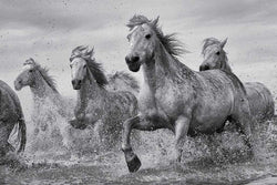 Poster Camargue Horses 91,5x61cm