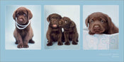 Affiche Art Rachael Hale Chocolate Treat 100x50cm