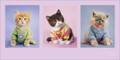 Affiche Art Rachael Hale Kitty Couture 100x50cm