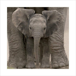 Affiche Art Big Ears Baby Elephant 40x40cm