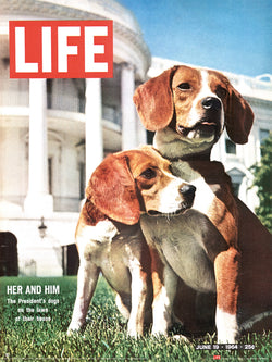 Time Life Beagles Affiche Art 30x40cm