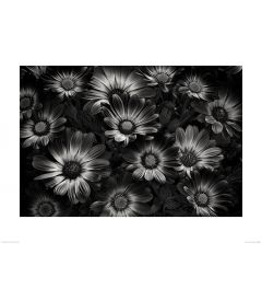 Bloemen in Zwart-Wit Art Print Dennis Frates 60x80cm